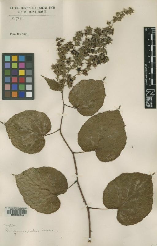 Rubus chroosepalus Focke - BM000622263