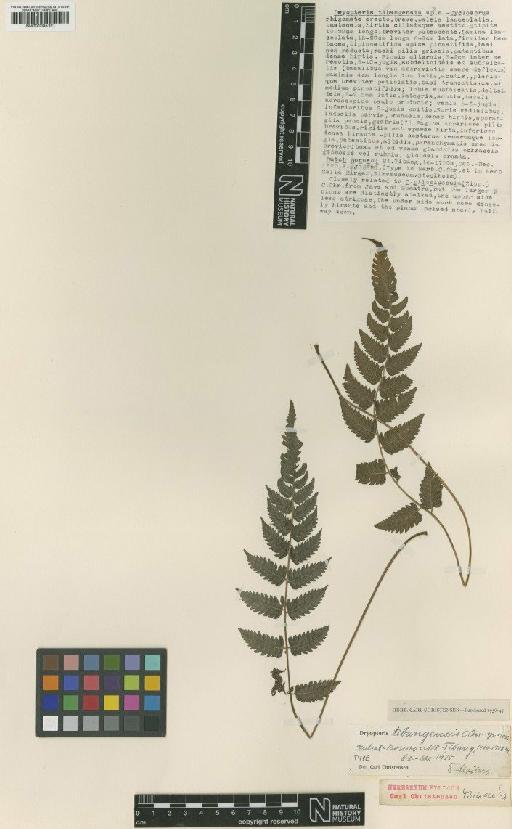 Sphaerostephanos tibangenis (C.Chr.) Holttum - BM001045021