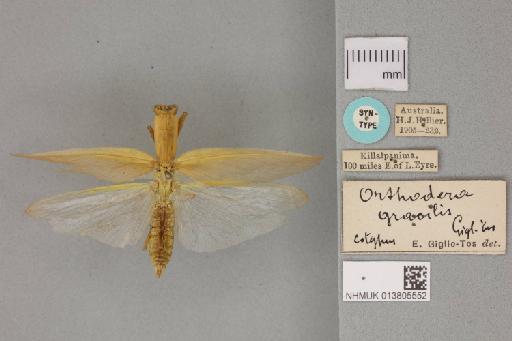 Orthodera gracilis Giglio-Tos, 1917 - 013805552_Orthodera_gracilis_Dorsal_habitus_with_labels_Syntype