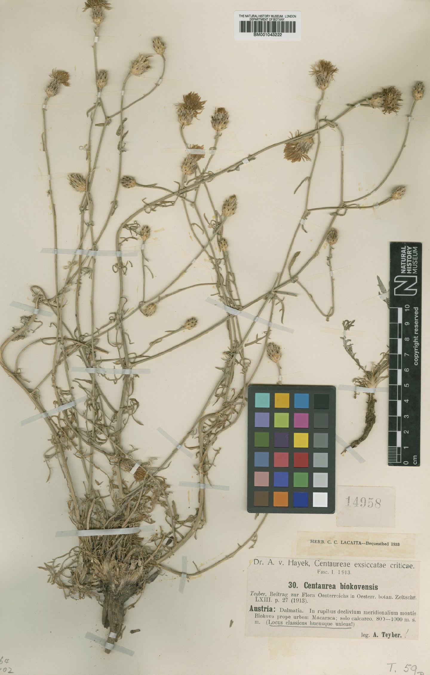 To NHMUK collection (Centaurea biokovensis Teyber; Type; NHMUK:ecatalogue:1988181)