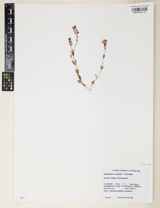 Centaurium erythraea Rafn × C. pulchellum (Sw.) Druce - 014646816