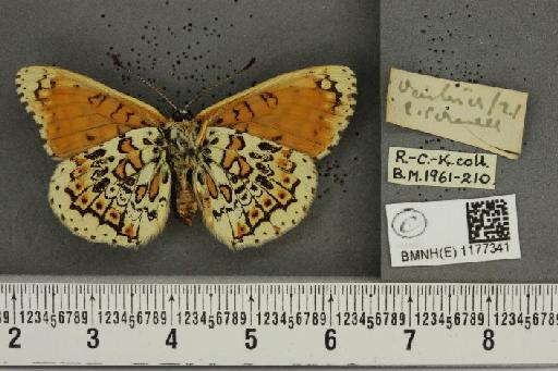 Melitaea cinxia ab. jubilaris Cabeau, 1930 - BMNHE_1177341_49410