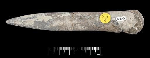 Acrocoelites (Odontobelus) subtricissus Kolb - PI CC  896 - belemnite