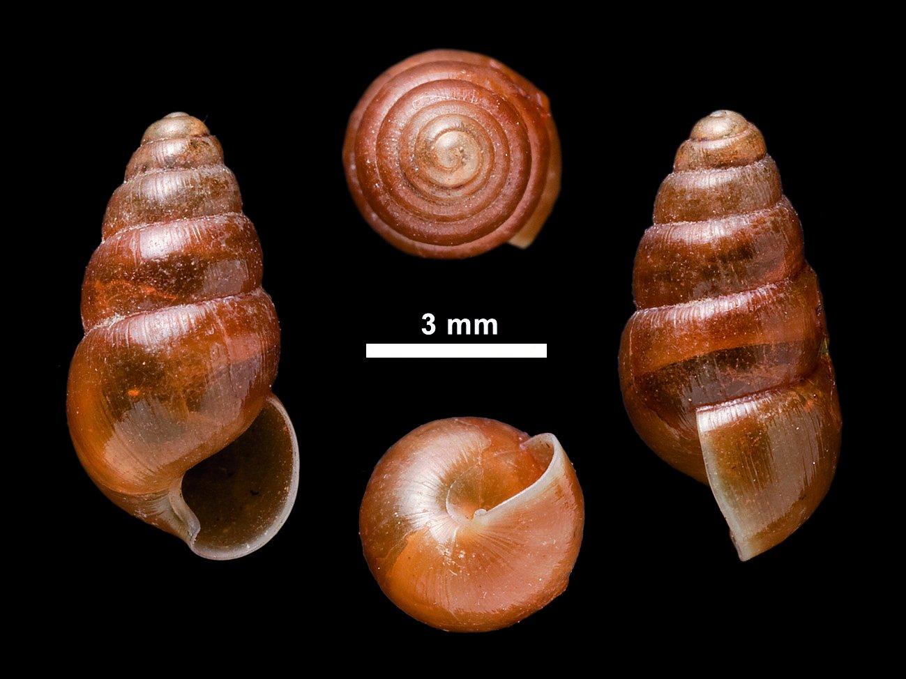 To NHMUK collection (Achatina gemma Benson; SYNTYPE; NHMUK:ecatalogue:2437307)