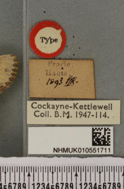 Apamea anceps ab. lactea Turner, 1933 - NHMUK_010551711_label_615192