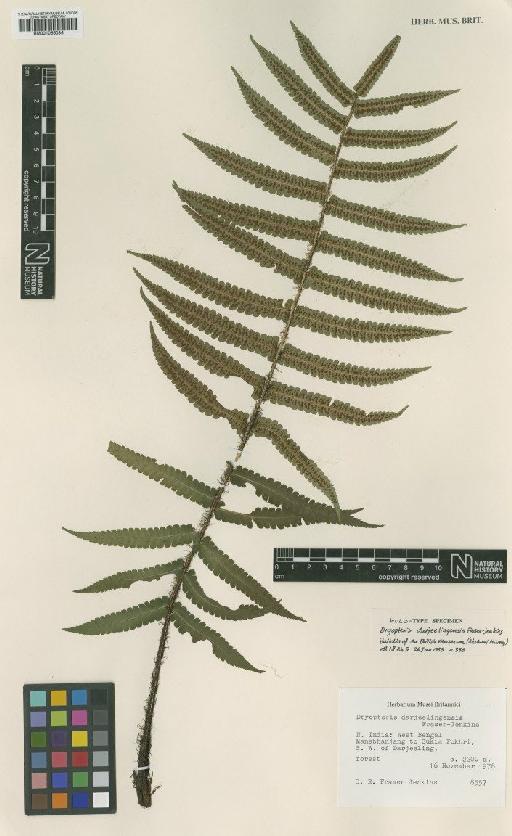 Dryopteris darjeelingensis Fraser-Jenk. - BM001066086