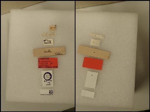 Sympiesis acalle (Walker, 1848) - Sympiesis acalle (Walker, 1848) NHMUK010198726 Hym Type 5.4620 labels