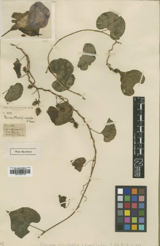 Ipomoea crinicalyx Moore - BM000953162