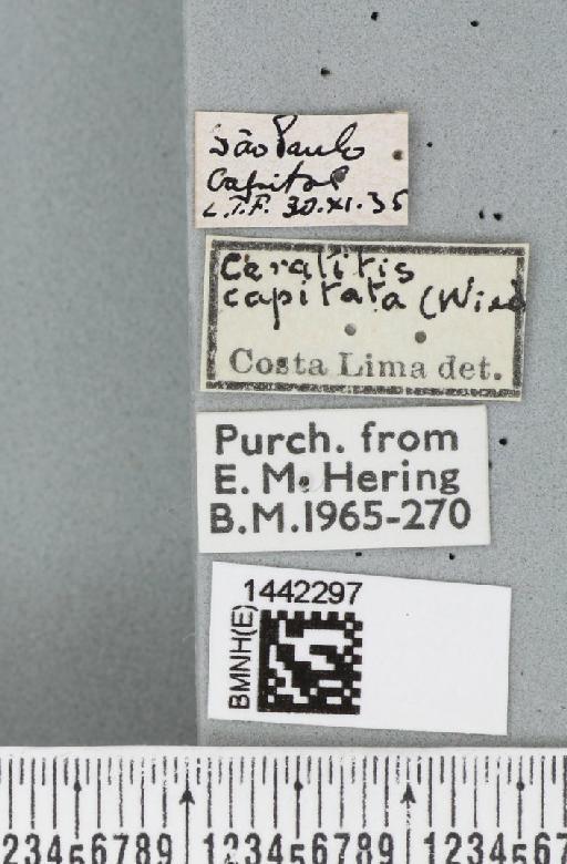 Ceratitis (Ceratitis) capitata (Wiedemann, 1824) - BMNHE_1442297_label_31120