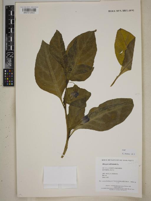Atropa belladonna L. - BM013720920