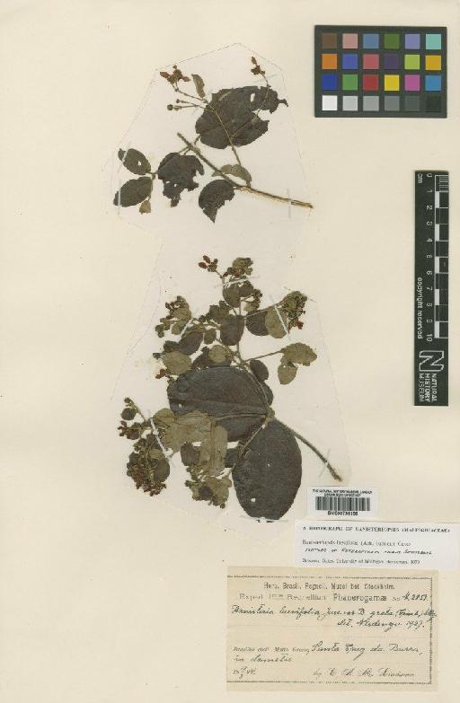 Banisteriopsis laevifolia (Juss) Gates - BM000796156