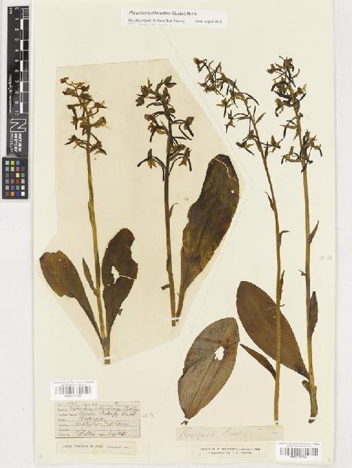 Platanthera chlorantha (Custer) Rchb. - BM001117996