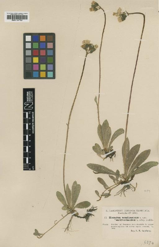 Hieracium scandinavicum subsp. pilipediforme Norrl. - BM001047602