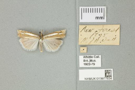 Crambus silvella (Hübner, 1813) - 013977834_136833_1083191