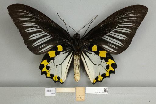 Troides hypolitus sulaensis (Staudinger, 1895) - 013606075_additional
