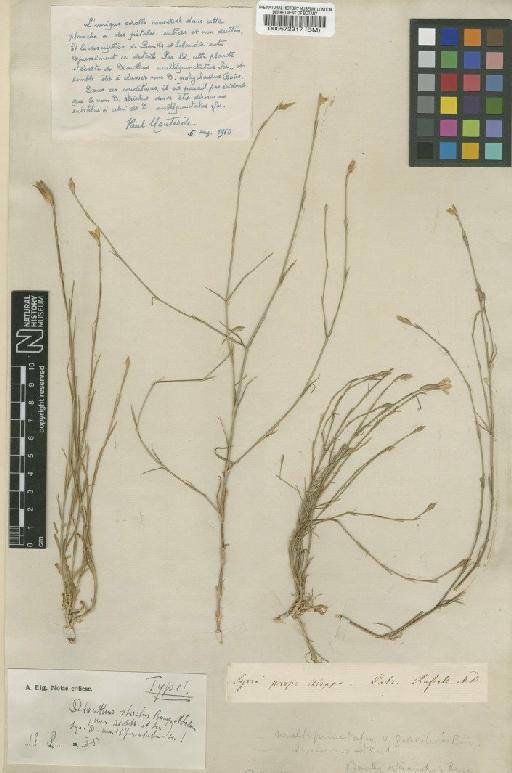 Dianthus strictus Banks & Sol. - BM000572317
