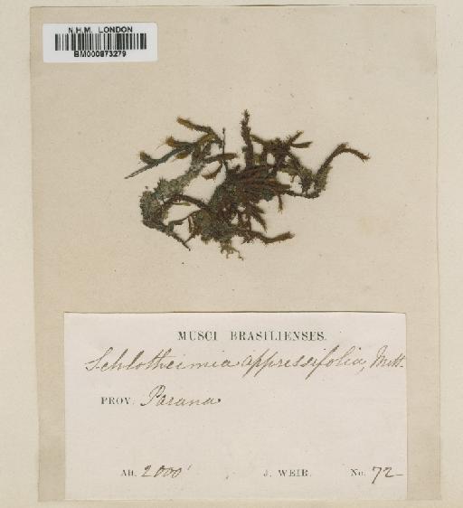 Schlotheimia appressifolia Mitt. - BM000873279