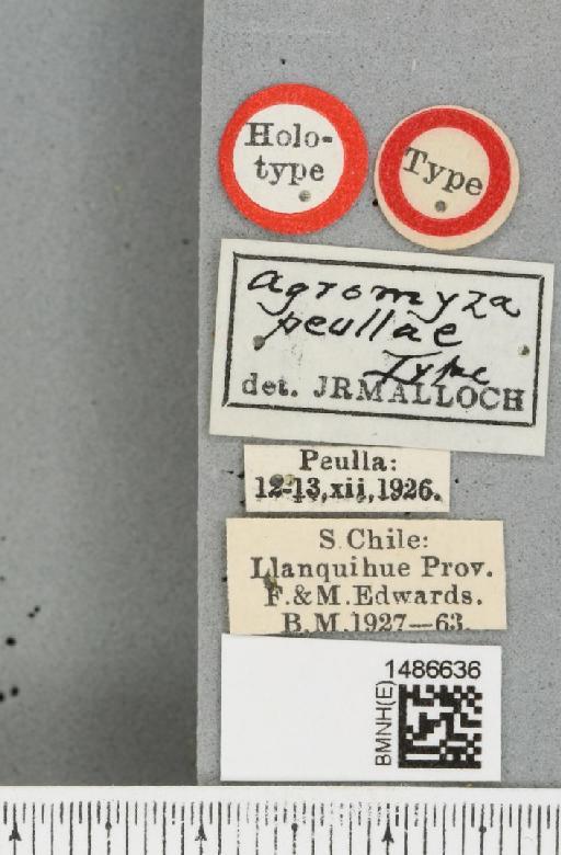 Liriomyza peullae Malloch, 1934 - BMNHE_1486636_label_50769