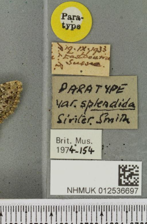 Polymixis lichenea ab. splendida Siviter Smith, 1942 - NHMUK_012536697_label_645976