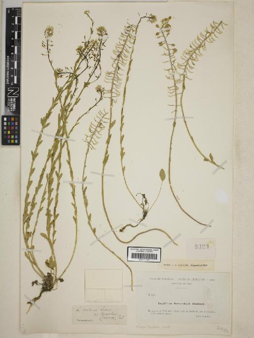Lepidium villarsii subsp. reverchonii (Debeaux) Breistr. - BM001172144
