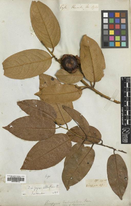 Diospyros albiflora Alston - BM000997432
