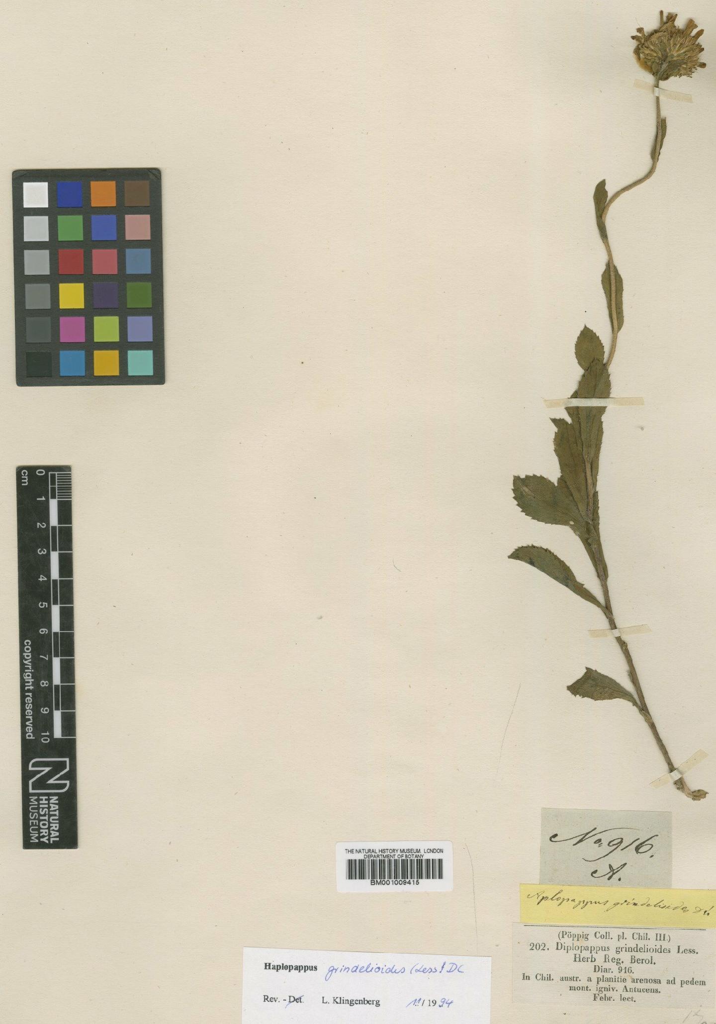 To NHMUK collection (Haplopappus grindelioides (Less.) DC.; Type; NHMUK:ecatalogue:609757)
