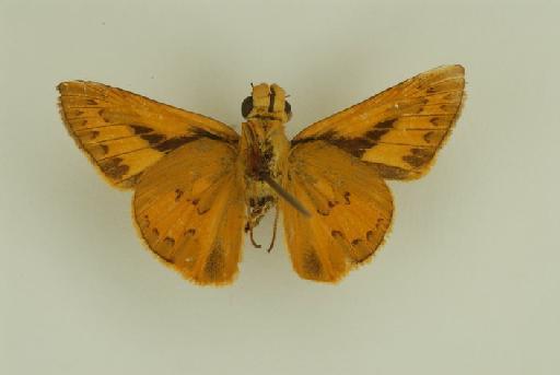 Telicota ancilla baudina Evans, 1949 - Telicota baudina Evans 1949 HT male BMNH(E) #982813 ventral