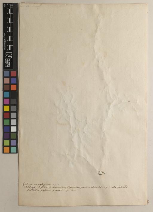 Tephrosia spinosa (L.f.) Pers. - BM001217829_back
