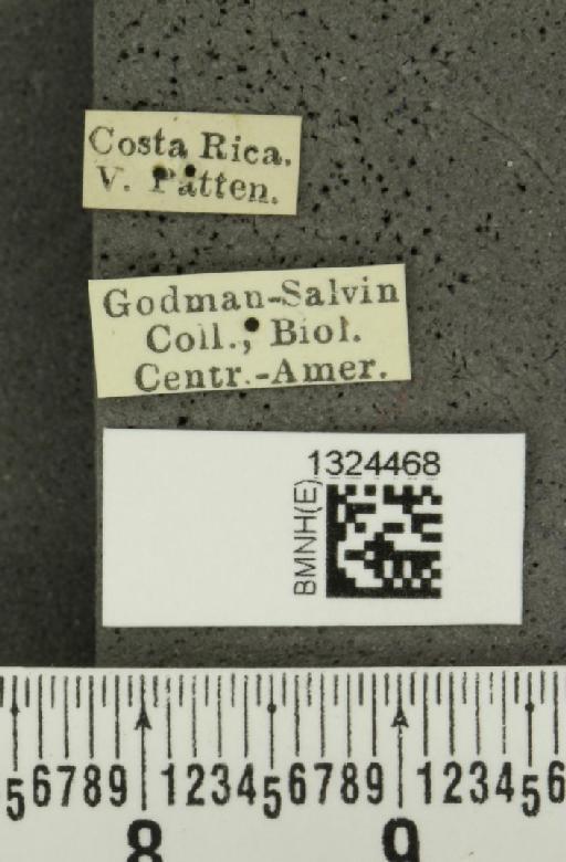 Isotes sexpunctata (Jacoby, 1878) - BMNHE_1324468_label_21973