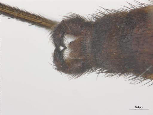 Isoneuromyia semirufa (Meigen, 1818) - 010210669_Isoneuromyia_semirufa_MG_d
