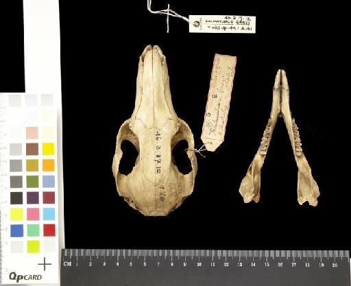 Macropus (Notamacropus) greyi Waterhouse, 1846 - 1846.3.17.12_Skull_Dorsal