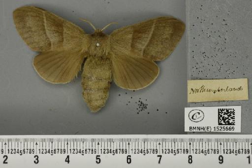 Macrothylacia rubi (Linnaeus, 1758) - BMNHE_1525669_196277