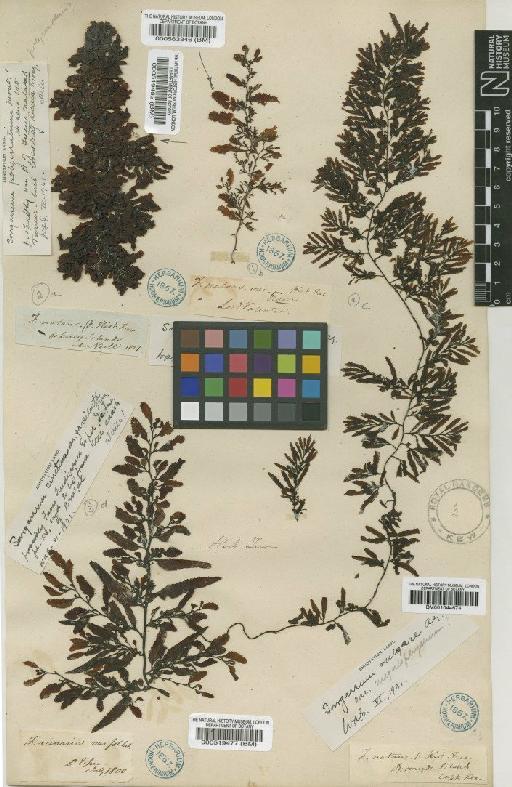 Sargassum vulgare C.Agardh - BM000519477