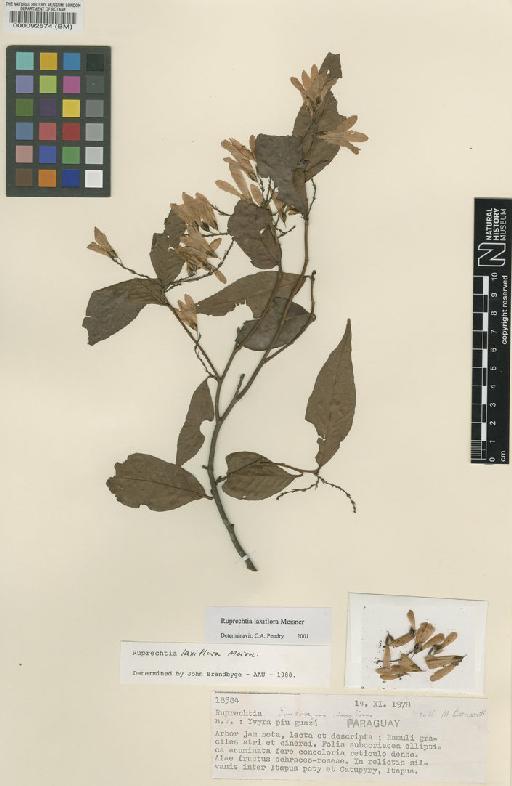 Ruprechtia laxiflora Meisn - BM000092574