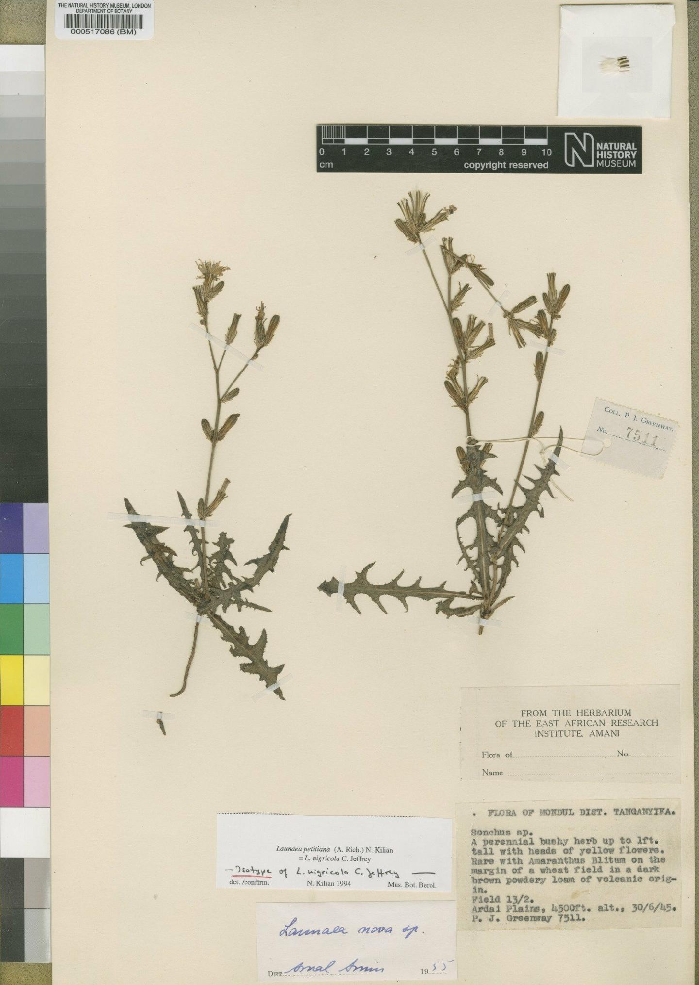 To NHMUK collection (Launaea petitiana (A.Rich.) Kilian; Isotype; NHMUK:ecatalogue:4552981)