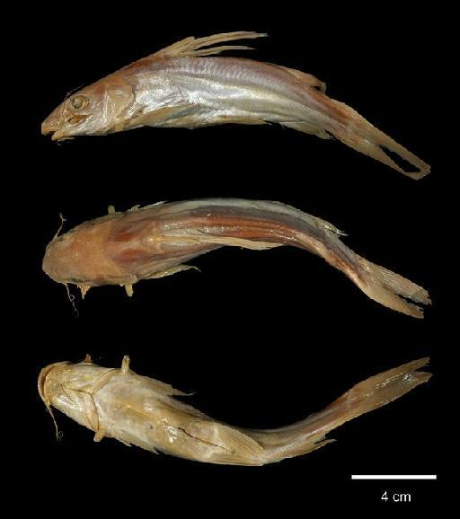 Chrysichthys ogowensis Günther, 1899 - 1896.5.5.66; Chrysichthys ogowensis; type; ACSI Project image