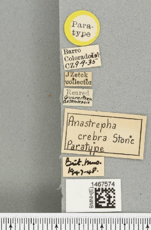 Anastrepha crebra Stone, 1942 - BMNHE_1467574_label_40476