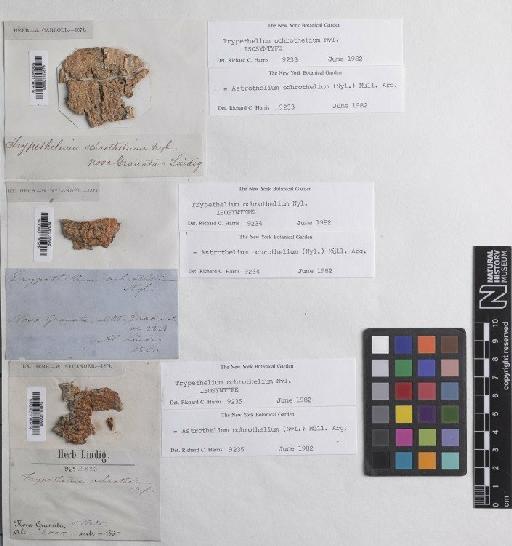 Astrothelium ochrothelium (Nyl.) Müll.Arg. - BM001107875