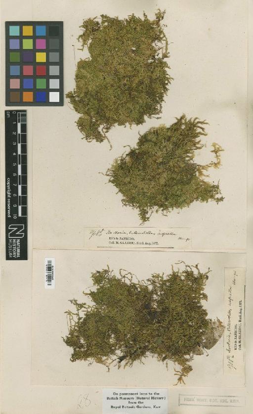 Hookeriopsis asprella (Hampe) Broth. - BM000961913_a