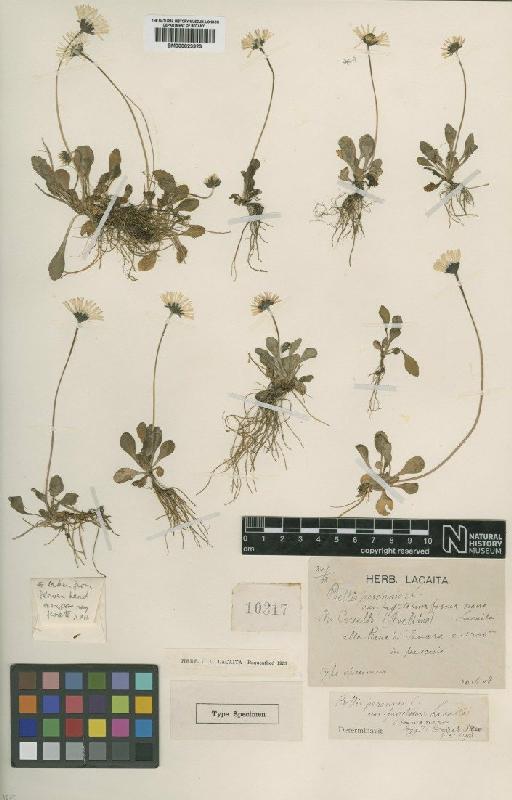 Bellis perennis L. - BM000823923