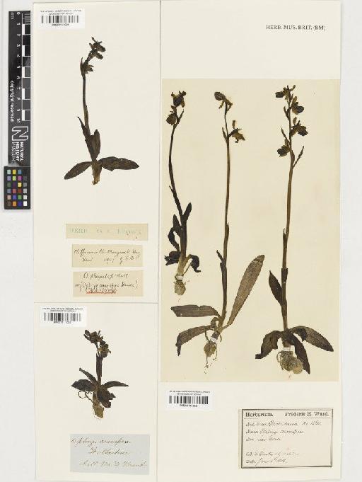 Ophrys sphegodes Mill. - BM001111025