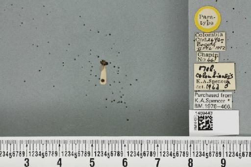 Melanagromyza colombiensis Spencer, 1963 - BMNHE_1469443_45147