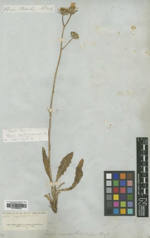 Crepis asadbarensis Bornm. - BM000996298