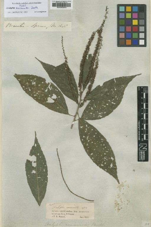 Acalypha acuminata Benth. - BM000939655