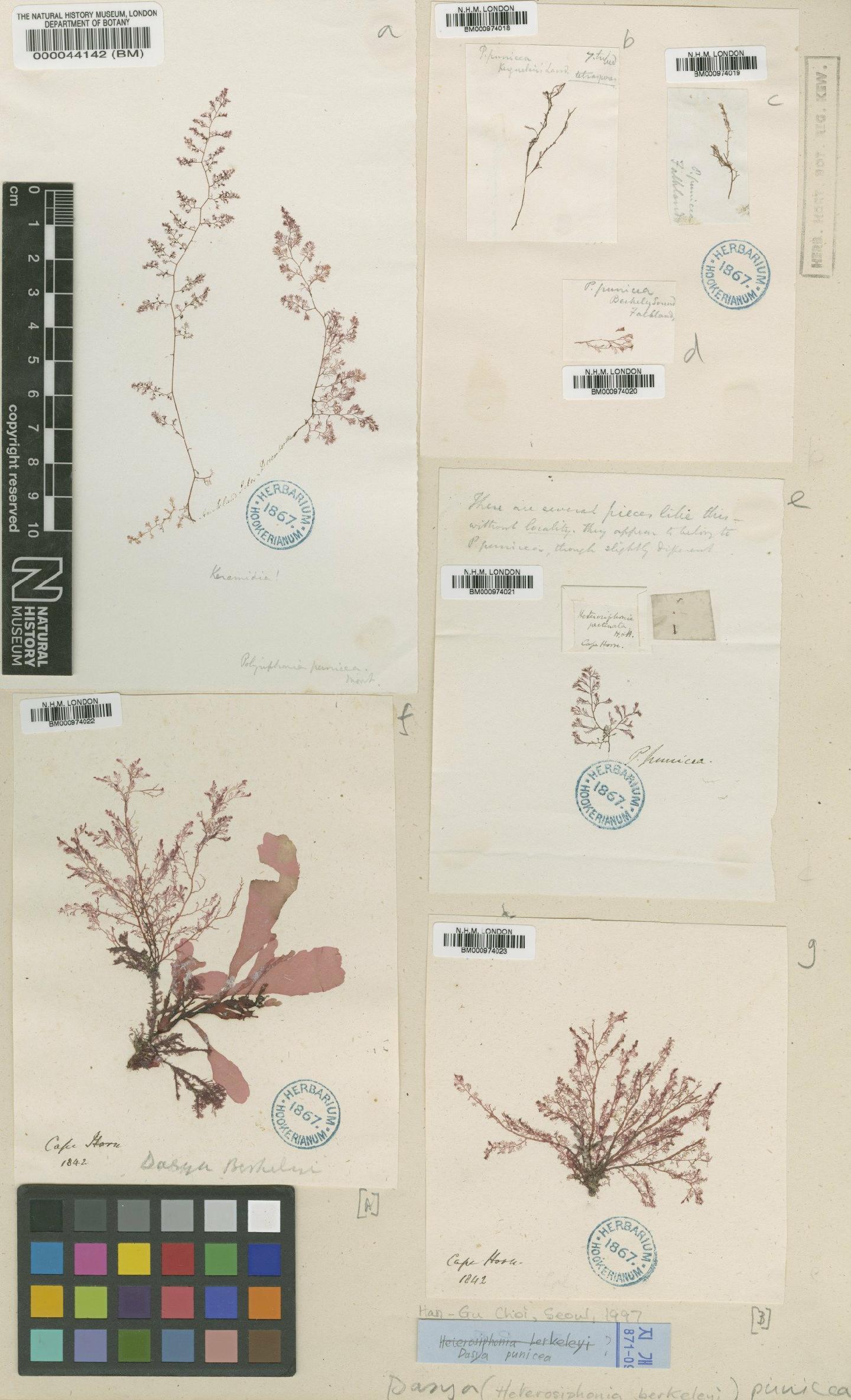 To NHMUK collection (Heterosiphonia berkeleyi Mont.; TYPE; NHMUK:ecatalogue:710362)