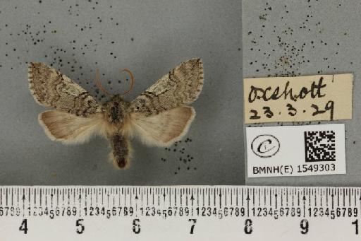 Achlya flavicornis galbanus Tutt, 1891 - BMNHE_1549303_238893