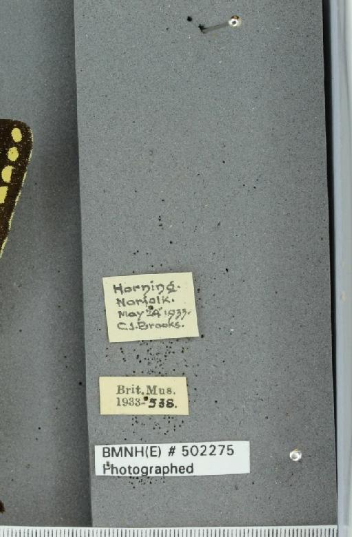 Papilio machaon britannicus Seitz, 1907 - BMNHE_502275_label_63963