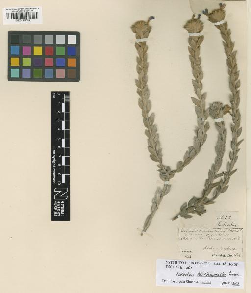 Evolvulus helichrysoides Moric. - BM001115645