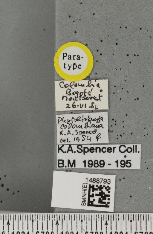 Phytoliriomyza colombiana Spencer, 1984 - BMNHE_1488793_label_52640