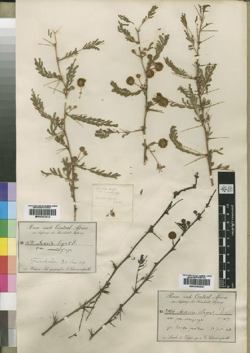 Acacia hockii De Wild. - BM000842042